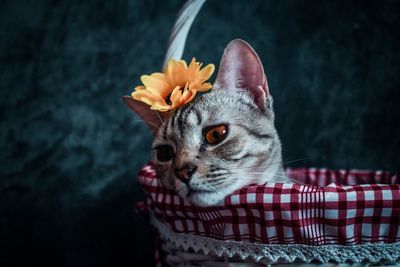 Close-up portrait of a cat