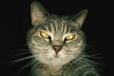 Close-up portrait of cat against black background