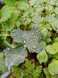 High angle view of raindrops on leaves