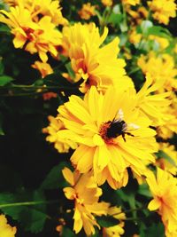 Close-up of bee on yellow flowers