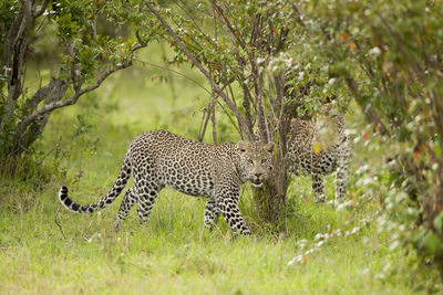 View of a cat on field