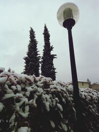 Low angle view of snow on plants against sky