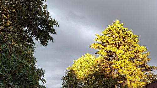 Low angle view of tree against sky