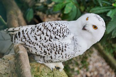 Close-up of a bird perching on rock