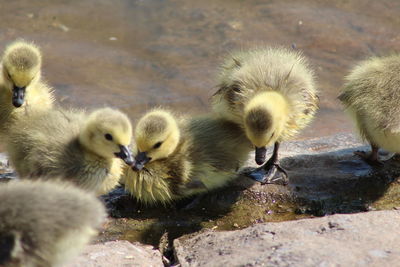 Ducks in a lake