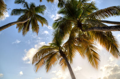 Low angle view of palm trees against sky