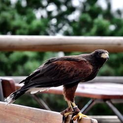 Close-up of bird perching on wood