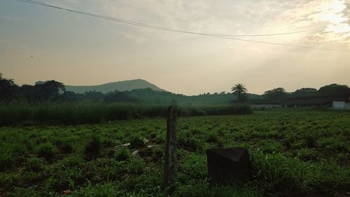 Scenic view of agricultural field against sky