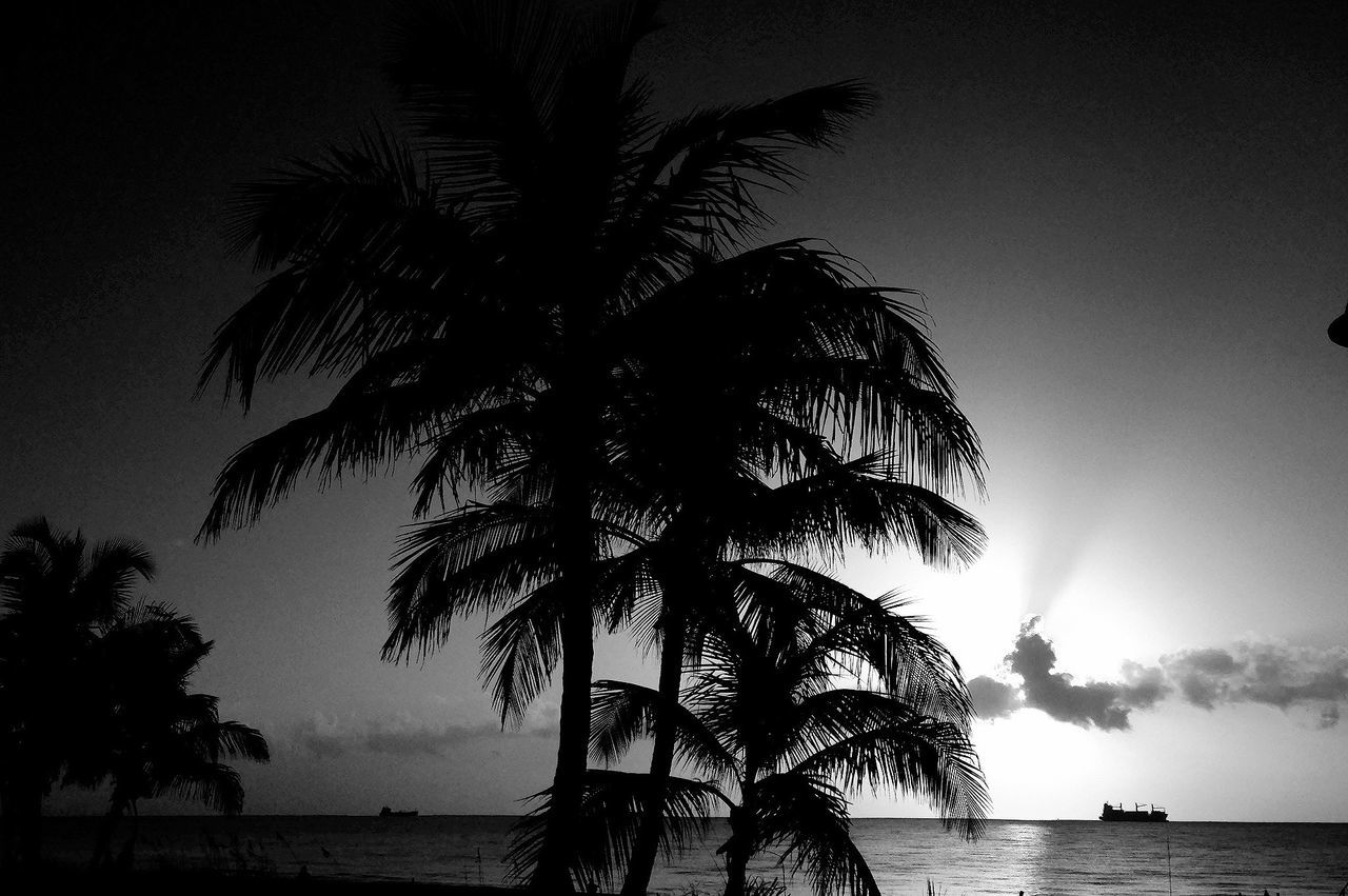 tree, water, palm tree, silhouette, tranquility, sky, sea, tranquil scene, scenics, beauty in nature, nature, horizon over water, branch, growth, sunset, tree trunk, beach, cloud - sky, idyllic, outdoors