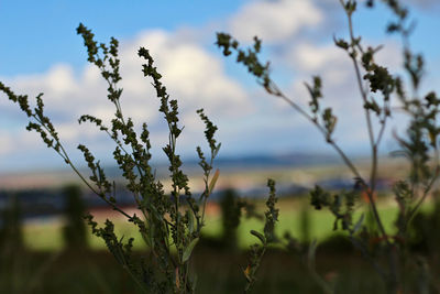 Close-up of plants against sky