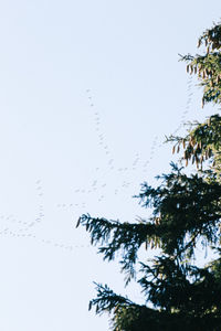 Low angle view of bird flying against clear sky