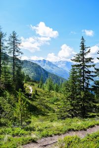 Scenic view of pine trees and mountains against sky