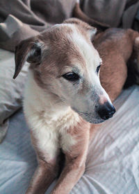 High angle view of dog relaxing on bed at home