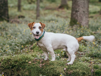 Dog standing on field