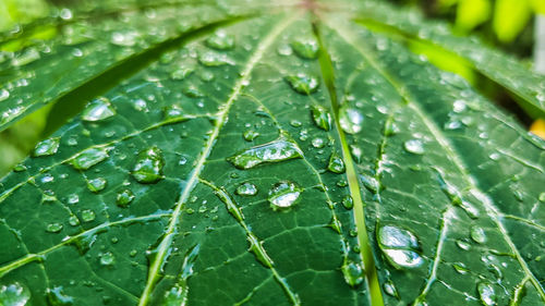 Close-up of raindrops on leaves