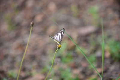 Close-up of butterfly perching on plant