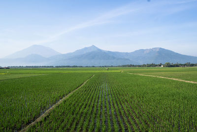 Scenic view of agricultural field against sky