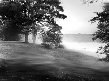 Trees growing by sea against sky during foggy weather