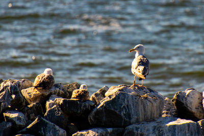 Seagull perching on rock