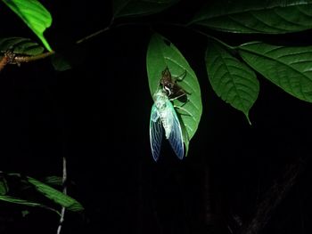 Close-up of grasshopper on leaf against black background