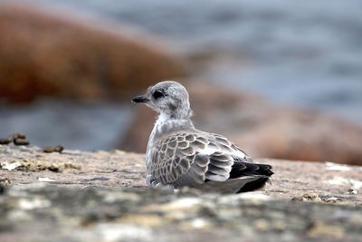 Close-up of seagull on rock