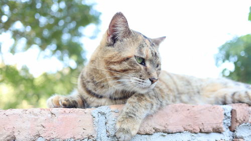 Close-up of cat