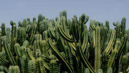 Close-up of plants against sky