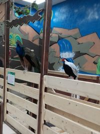 Close-up of bird perching against sky