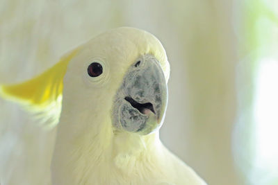 Close-up portrait of a bird