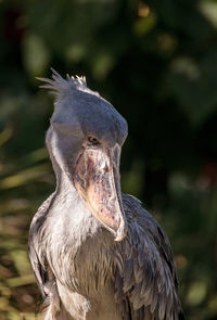 African shoebill stork balaeniceps rex is found in africa in swamps from sudan to zambia.