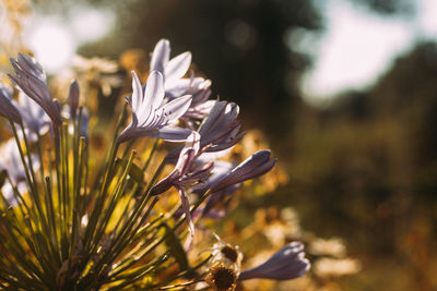 Close-up of flowering plant on field