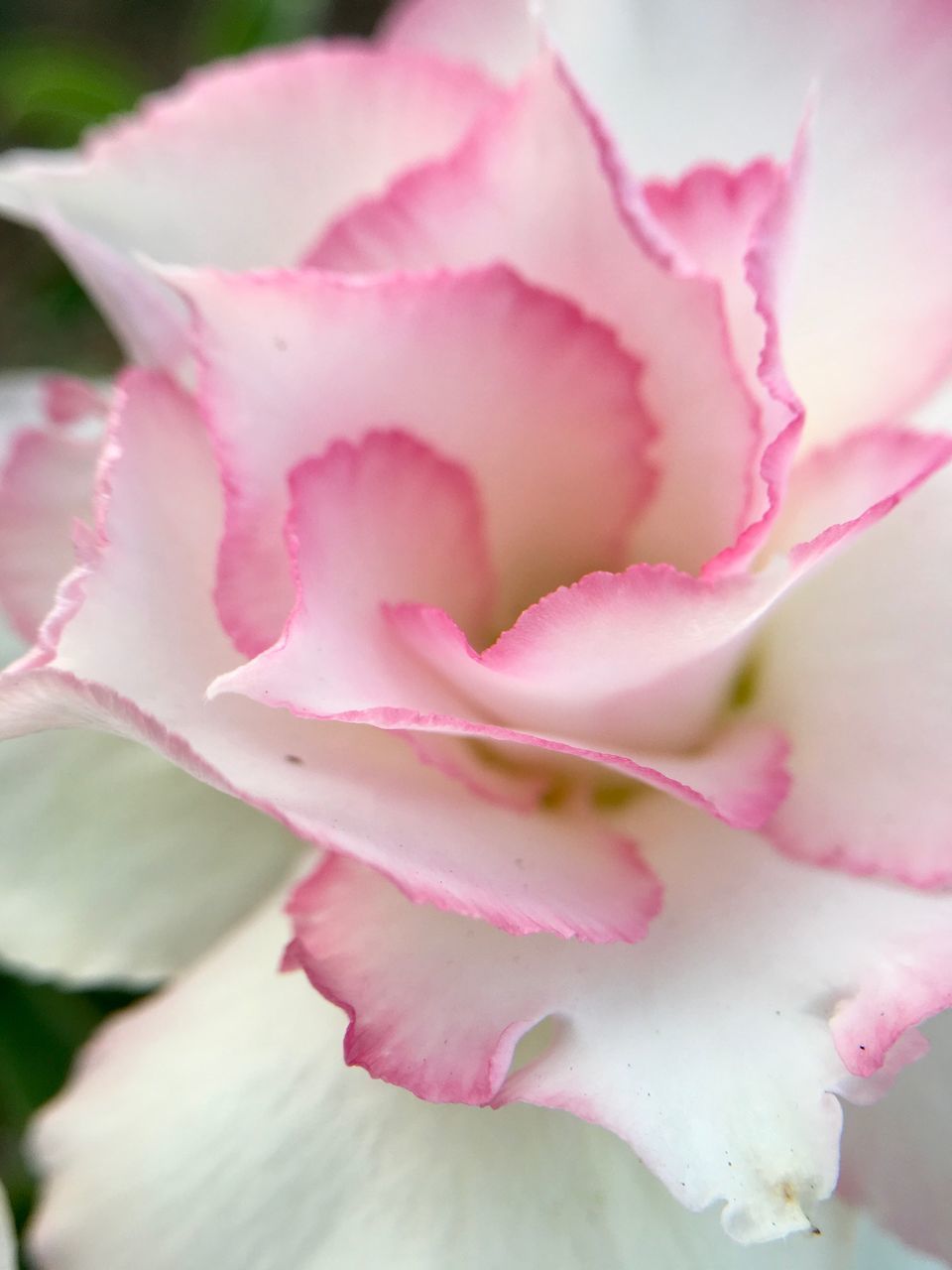 CLOSE-UP OF PINK FLOWER