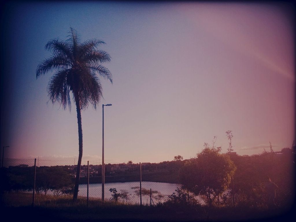 tree, tranquility, palm tree, silhouette, clear sky, tranquil scene, sunset, nature, scenics, beauty in nature, sky, landscape, growth, copy space, dusk, tree trunk, field, auto post production filter, outdoors, no people