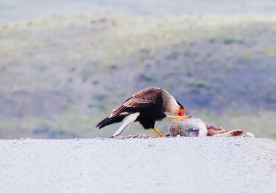 Close-up of bird eating