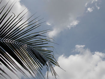 Low angle view of palm tree against sky