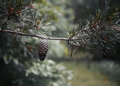 Close-up of pine cones on tree