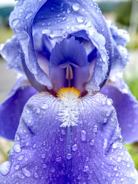 Close-up of raindrops on purple flower