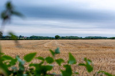 Scenic view of field against sky