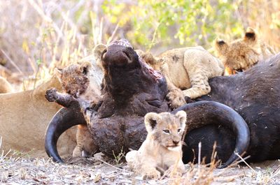 View of lion relaxing on land