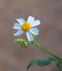 Close-up of white daisy flower