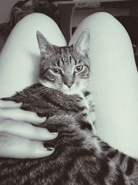 Close-up portrait of cat with hand