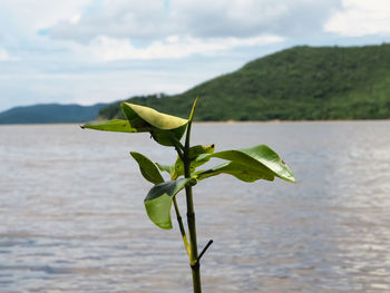 Close-up of plant against sky
