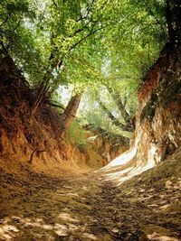 Road amidst trees in forest