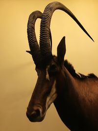 Close-up portrait of horse against sky