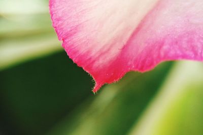 Close-up of pink flowers