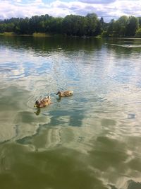 View of ducks swimming in lake