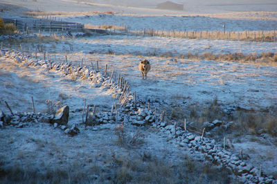 View of cow on frozen land