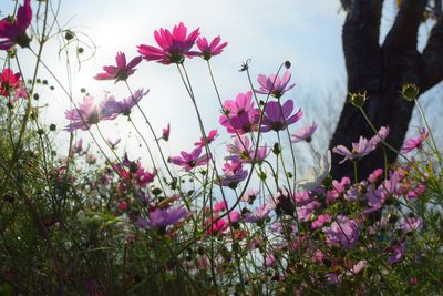 Close-up of pink cosmos flowers blooming against sky