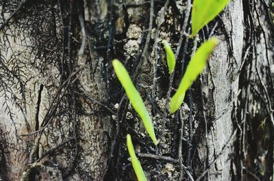 Close-up of tree trunk