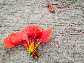 Close-up of red rose on leaves